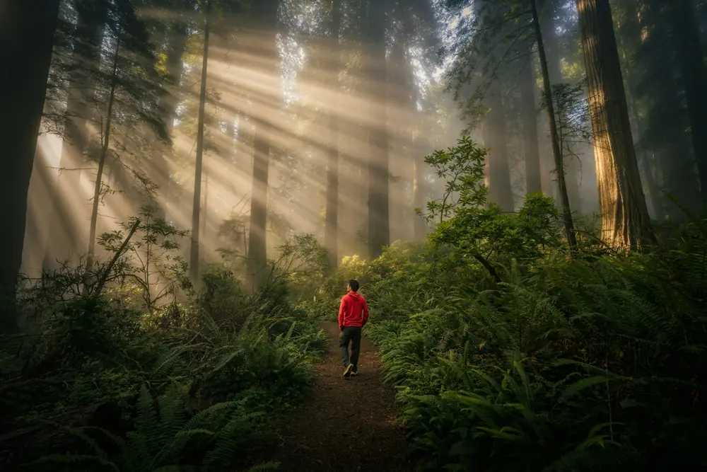 A person walking a misty forest path at sunrise, light breaking through the trees